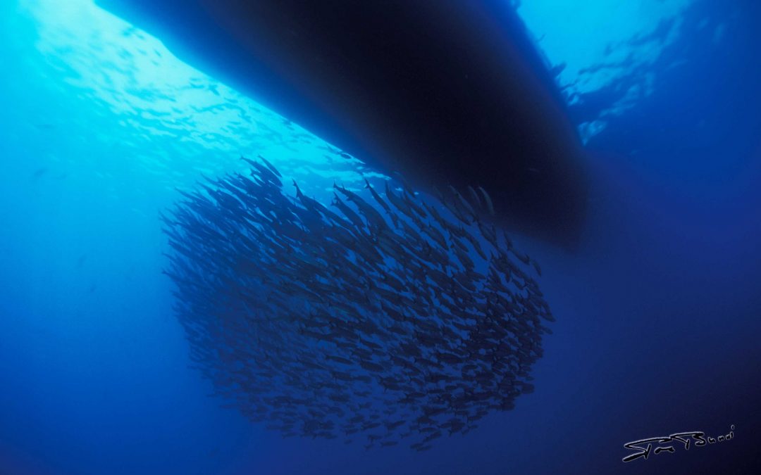 Malpelo (Colombie)