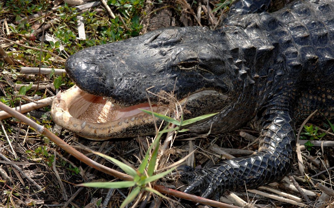 Everglades (Floride)