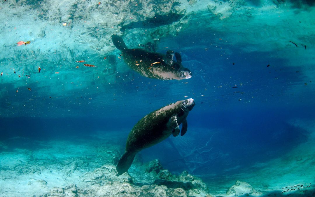 Crystal river (Floride)