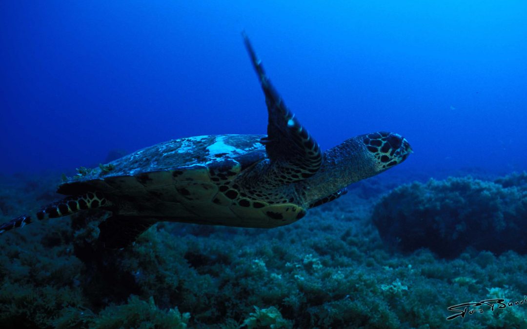 Fernando de Noronha (Brésil)